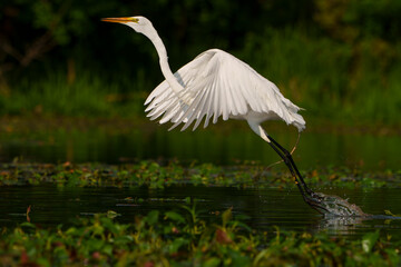 Graceful Great White Egret (Adrea Alba) fishing and scouring the water of a local lake while flying and stalking in shallow water. Local lake, Fishers, Indiana, Summer. 
