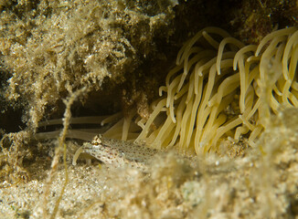 Golden goby or Yellow-headed goby (Gobius xanthocephalus) Ghiozzo (Gobius xanthocephalus). Hiding nesrby anemonia tentacles Capo Caccia, Alghero, Sardinia, Mediterranean sea. Italia