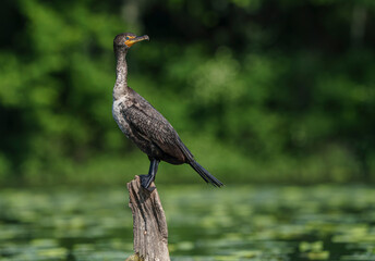 Double Crested Cormorant perched on driftwood at a large lake in Fishers Indiana, Summer. 