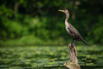 Double Crested Cormorant perched on driftwood at a large lake in Fishers Indiana, Summer. 