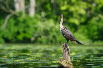 Double Crested Cormorant perched on driftwood at a large lake in Fishers Indiana, Summer. 