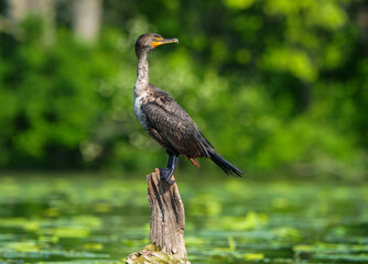 Stunning Double Crested Cormorant basking in morning light at local lake. Fishers, Indiana, Summer. 