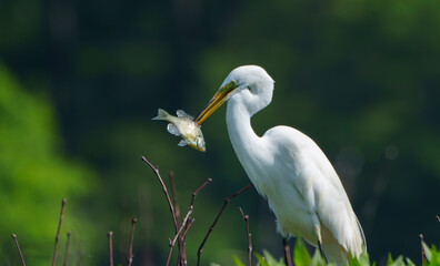 Graceful Great White Egret (Adrea Alba) fishing and scouring the water of a local lake while flying and stalking in shallow water. Local lake, Fishers, Indiana, Summer. 