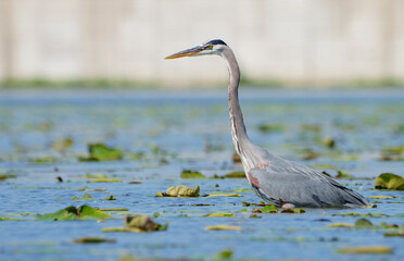 Great Blue Heron (Adrea Herodias), Flying and Fishing in Morning Light. Local lake, Fishers, Indiana, Summer. 