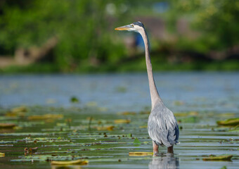 Great Blue Heron (Adrea Herodias), Flying and Fishing in Morning Light. Local lake, Fishers, Indiana, Summer. 