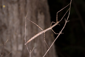Insetto stecco, Stabheuschrecke, European stick-insect (Clonopsis gallica), Sardinia. Italy  © antasfoto