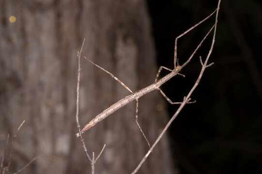 Insetto stecco, Stabheuschrecke, European stick-insect (Clonopsis gallica), Sardinia. Italy 