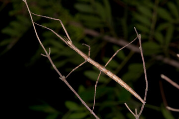 Insetto stecco, Stabheuschrecke, European stick-insect (Clonopsis gallica), Sardinia. Italy 