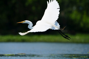 Graceful Great White Egret (Adrea Alba) fishing and scouring the water of a local lake while flying and stalking in shallow water. Local lake, Fishers, Indiana, Summer. 