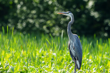 Great Blue Heron (Adrea Herodias), Flying and Fishing in Morning Light. Local lake, Fishers, Indiana, Summer. 