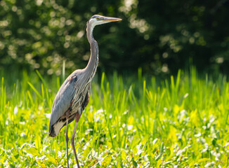 Great Blue Heron (Adrea Herodias), Flying and Fishing in Morning Light. Local lake, Fishers, Indiana, Summer. 