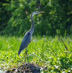 Great Blue Heron (Adrea Herodias), Flying and Fishing in Morning Light. Local lake, Fishers, Indiana, Summer. 