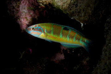 Turkish Wrasse /Ornate wrasse Thalassoma pavo Coris julis, Alghero, Sardinia, Mediterranean Sea, Italy 