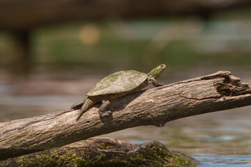 Amazing yellow-bellied slider turtle sitting on log by lake in Fishers, Indiana, Summer.  