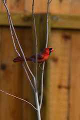 Northern Cardinal Male Perched in a Small Tree