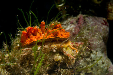 European thorny oyster (Spondylus gaederopus) coveded by oyster sponge or orange-red encrusting sponge (Crambe crambe) undersea. Alghero, Capo Caccia, Sardinia. Italy 