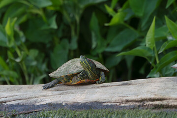 Amazing yellow-bellied slider turtle sitting on log by lake in Fishers, Indiana, Summer.  