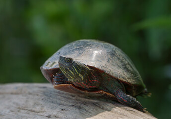 Amazing yellow-bellied slider turtle sitting on log by lake in Fishers, Indiana, Summer.  