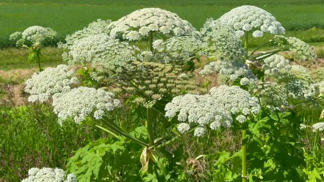 Flowering giant hogweed in the landscape, (Heracleum mantegazzianum) an invasive species that is difficult to eradicate, in Glemminge, Ystad Municipality, Skane County, Sweden, Scandinavia, Europe