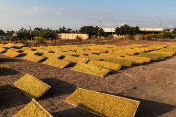 drying pieces of tobacco leaves in the traditional way