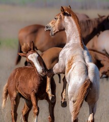 Obraz premium Equine Beauty
