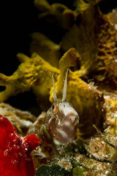 Bavosa cornuta (Parablennius tentacularis). The tentacled blenny (Parablennius tentacularis) is a species of combtooth blenny Porto Conte, Alghero, Sardinia. Italy