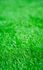 Fototapeta premium Green grass background, wallpaper