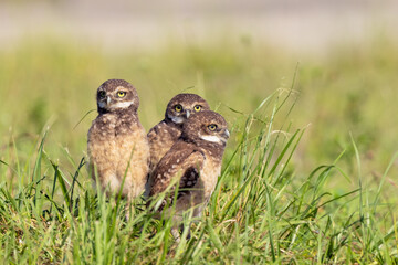 Three juvenile / young burrowing owls (Athene cunicularia) sitting together in the grass of an empty lot in Cape Coral, Florida