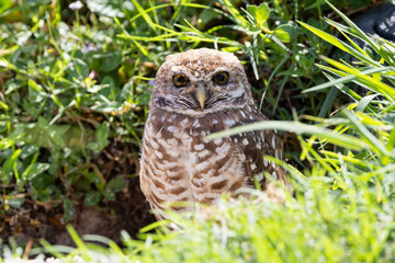 A burrowing owl (Athene cunicularia) with speckled eyes peeking out of its burrow in the grass in Cape Coral, Florida
