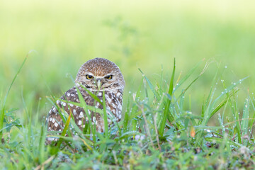 A burrowing owl (Athene cunicularia) looking cute in the dewy grass in Cape Coral, Florida