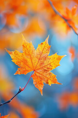 Fototapeta premium a bunch of maple leaves on a tree branch in autumn. blur and plain autumn backgorund. high resolution. high quality. 8k