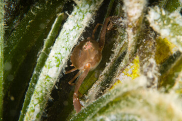 Death's head crab (Ilia nucleus). sea pebble crab detailed close-up in natural habitat Capo Caccia, Alghero, Sardinia, Italy