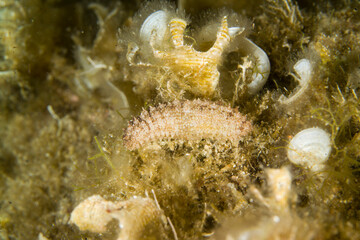 Sea Cucumber, HOLOTHURIA sp on rocky sea BOTTOM. Alghero, Sardinia, Italy