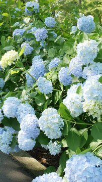 Beautiful street of many blue hydrangea flowers blooming on June, Mt.Shiude in Kagawa Prefecture in Japan, Nature or outdoor, 4K Slow motion, Vertical video for smartphone footage