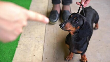 Close-up of dachshund dog on walk on leash, owner of angry passerby, wagging finger, scolding, pet, claim Raising handling of dog: positive reinforcement, food motivation, strict approach, punishment
