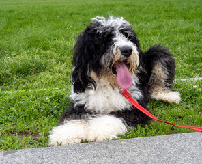 A warm black and white and slightly brown bernedoodle with a red leash lying on a lawn resting and panting with long tongue.