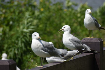 seagull on the pier