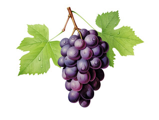 Fototapeta premium A bunch of dark purple grapes with green leaves, freshly picked with water droplets.