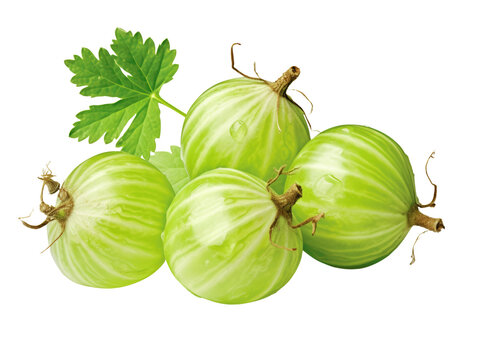 Close up of four green gooseberries with a leaf.