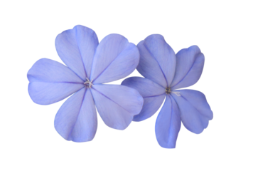 White plumbago or Cape leadwort flowers. Close up blue-purple small flowers isolated on transparent background.