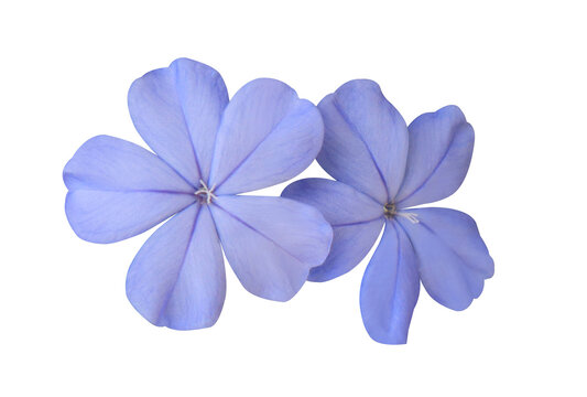White plumbago or Cape leadwort flowers. Close up blue-purple small flowers isolated on transparent background.