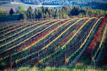 Spring in an Oregon vineyard, red clover between rows and strips of new leaves on each row glowing in the afternoon sun. 