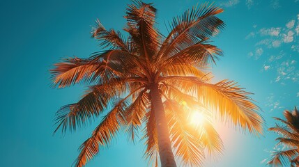 Sunlit Palm Tree Silhouette with White Frame Background