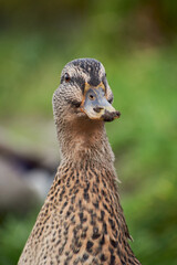 Female collared duck (Anas platyrhynchos) in Puerto Varas. Chile. Near the lake.