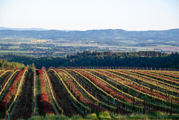 Spring in an Oregon vineyard, red clover between rows and strips of new leaves on each row glowing in the afternoon sun. 