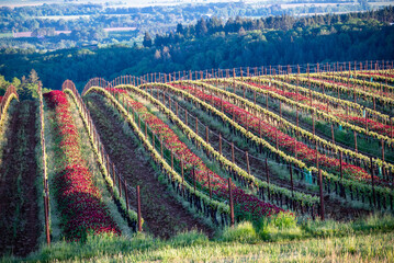 An Oregon vineyard in spring shows vivid red crimson clover between lines of tiny leaves glowing in afternoon sun along the wire trellis flowing over a hill.