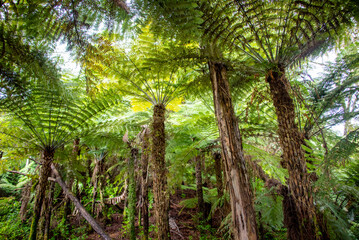 Tawa Podocarp Forest in Hunua Falls Reserve - New Zealand