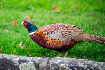 Pheasant Bird - New Zealand