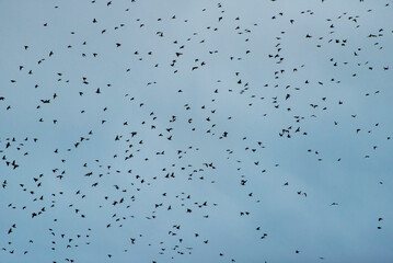 Bird Murmuration - New Zealand