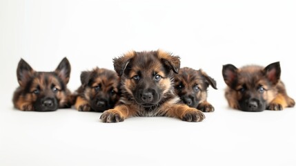Adorable Puppies Posing in Studio on White Background